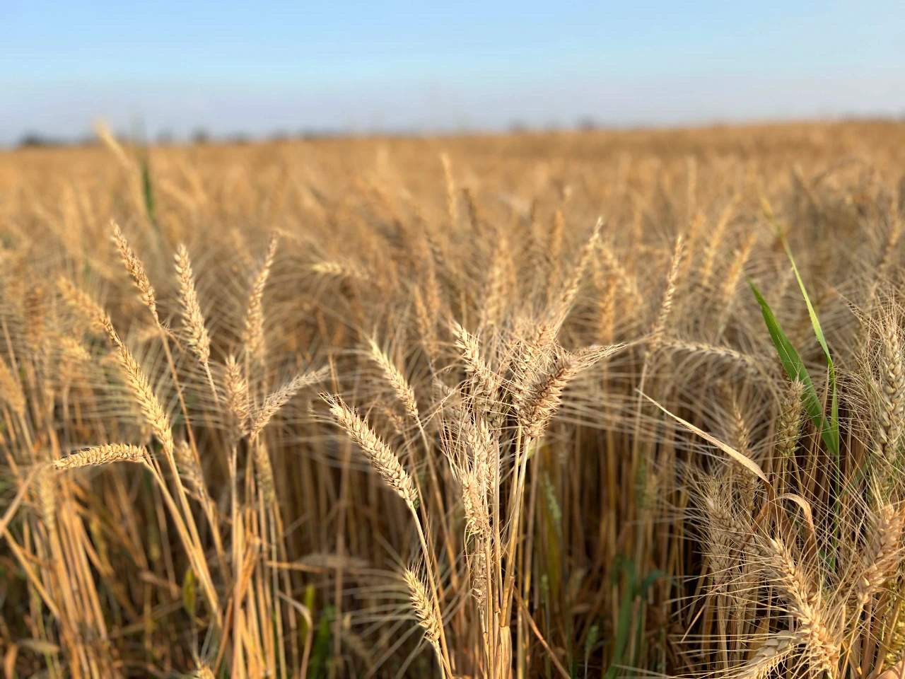 金色麥田話豐收